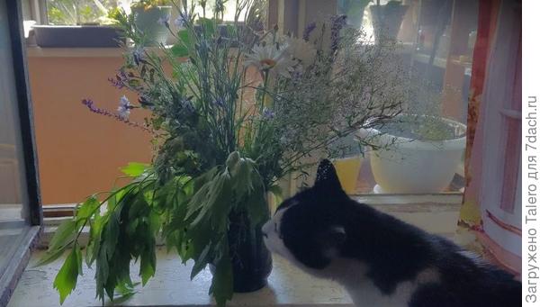 Кот просто обязан проверить всё, что я приношу в дом!