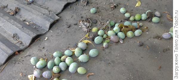 И сливы начали падать