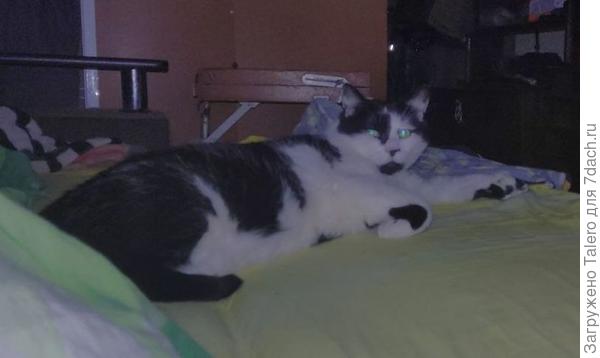 Зато котику хорошо