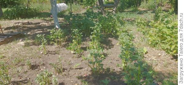 Где тень — там и картошка