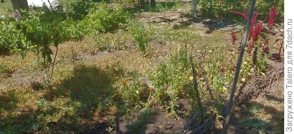 Даже календуле тяжко