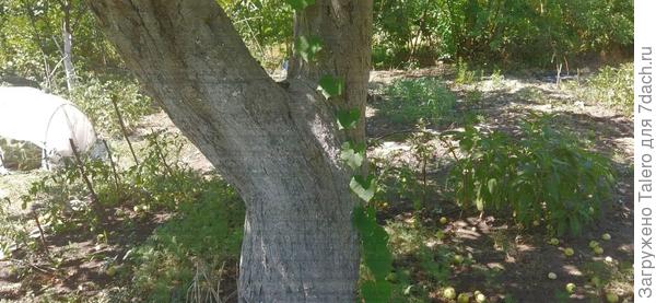 Люфа прячется на яблоне