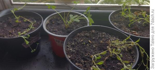 И последний выживший люпин, который всё ещё не процветает