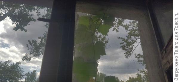 Рвётся в квартиру, скоро сетку высадит!