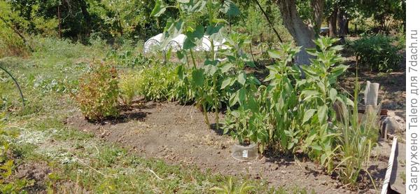 Яма с топинамбурами — хотя, как оказалось...