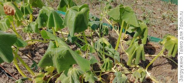 От тыкв толку ноль, они и ручки опустили