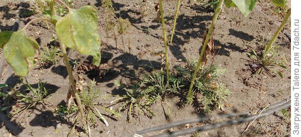 Газании цвести отказываются, у них в Африке попрохладнее