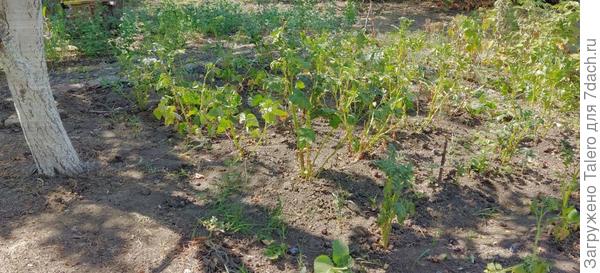 Картошка после уборки