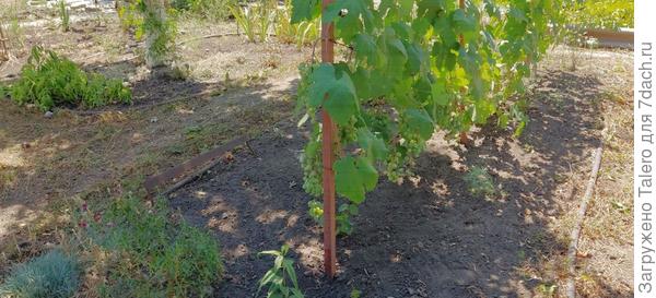 Придверный виноград