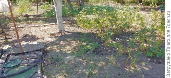 Картошка до уборки