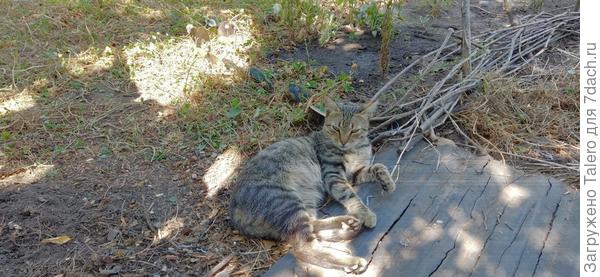 А за всем этим лениво наблюдали развалившиеся в тени котейки