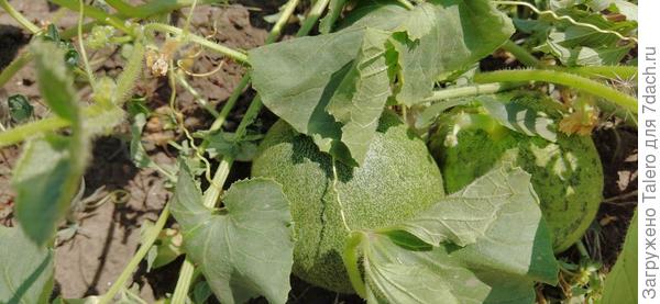 А ещё случается: раз — и сразу два!