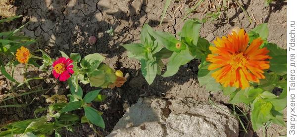 А циннии всегда за!