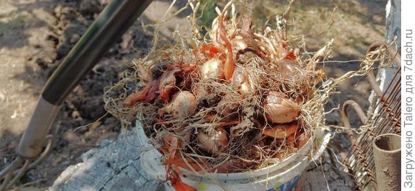 Разве что чуть больше, чем было посажено