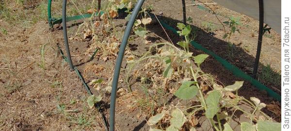 Душераздирающее зрелище