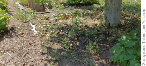 Опять будет куча яблок