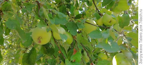 Яблоки уже кто-то покусывает