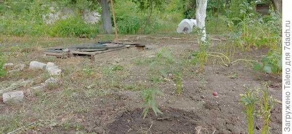 А пока персик