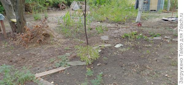 Вид злаков с тыла с сугробом мульчи