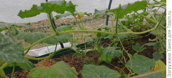 Тыквы с огурцами: результат почти не виден