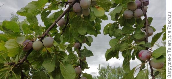 А это всё собирается на него свалиться