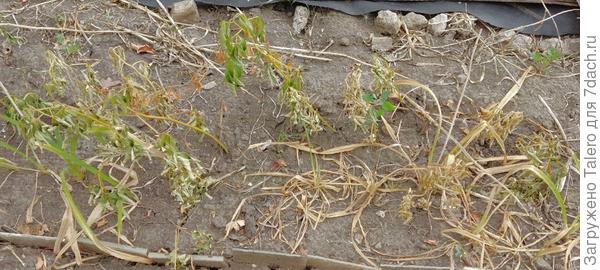 Как и часть жителей бордюра