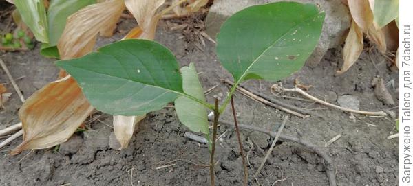 Слава сирени