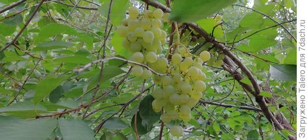 На вишне наливается виноград