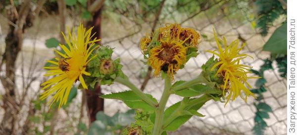 У входа вымахал девясил с меня ростом