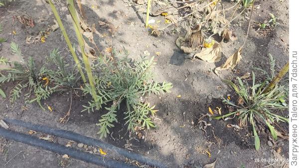 Газании в шоке, куда они попали?