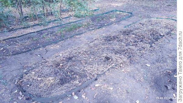 Сидераты сеять бесполезно, не взойдут по жаре