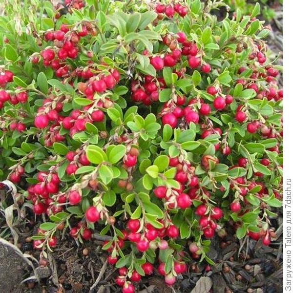 Вот такие у нас клюквы)) Развесистые!