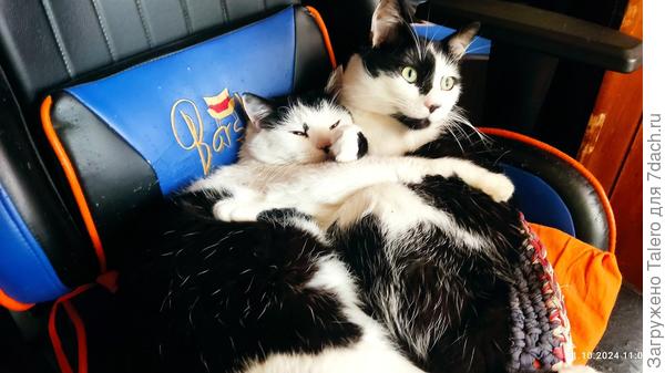 Утренние коты. Похолодало, снова начали спать в обнимку