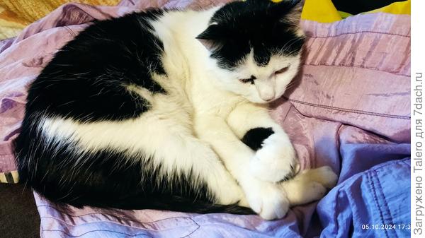 Котик приучает к порядку: стоит бросить одежду просто так, на ней сразу образуется котик