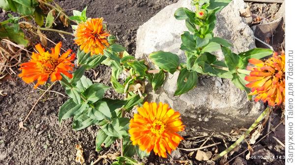 Циннии на яме