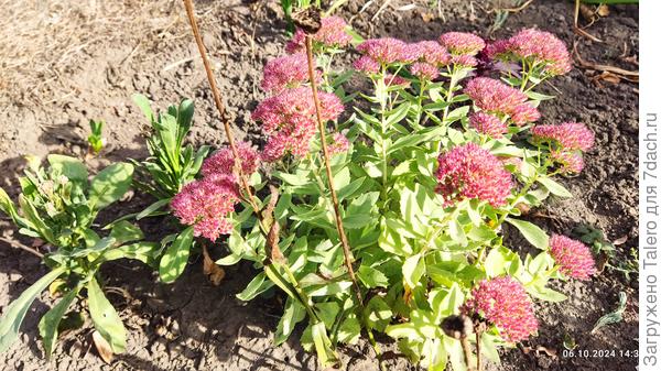 Ещё один довольный житель