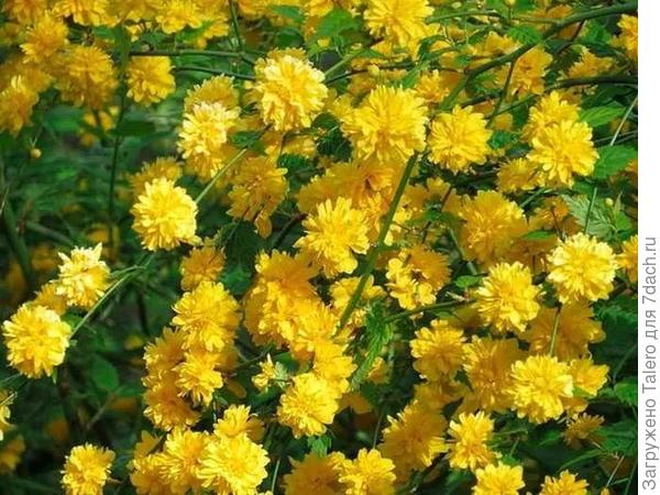 Только такая