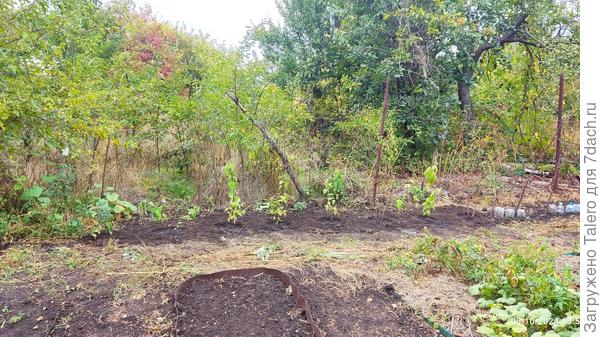 И вот она, изгородь!