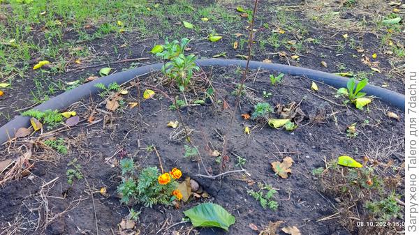 Вот и ещё одна радость!