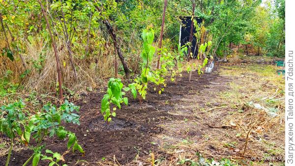 Крупным планом