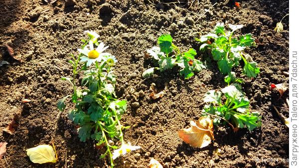 Но сначала пристроила цветочки!