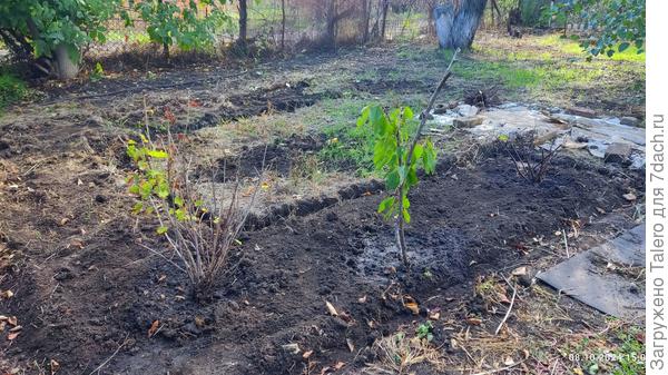 Смородина, новое начало