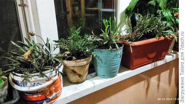 Газании теперь живут дома, кто в чём попало