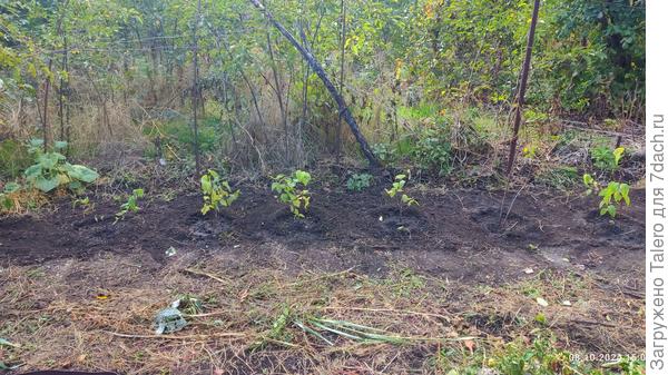 Спиреи я обрезала