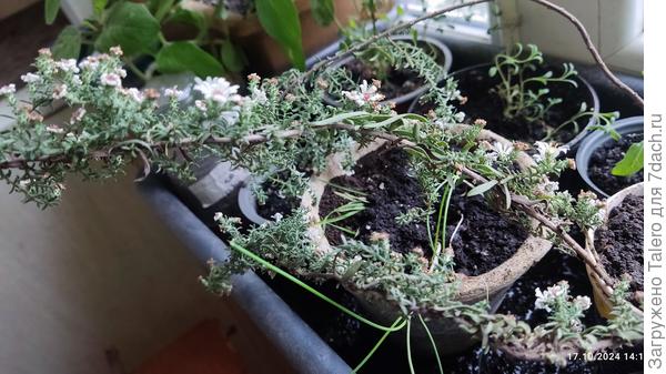 И цветочек, который она описала как «астра вересковая ползучая»