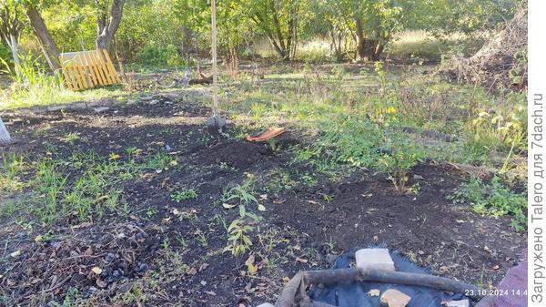 Продолжение пересадок