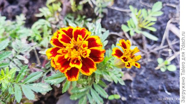 Бархатцы стараются как могут