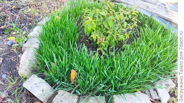 Старая круглая выглядит так