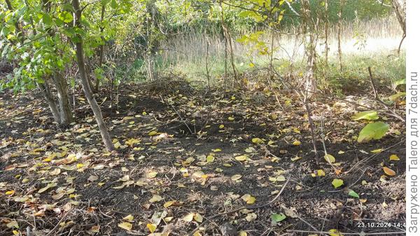 Три спиреи в глубине