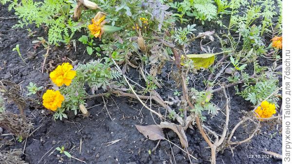 Хоть как, но поцвести!